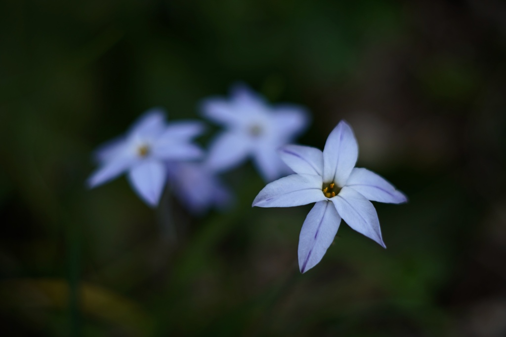 春に咲く花 3