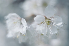 花おぼろ 2