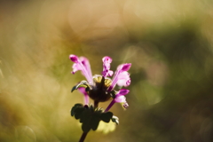 野の花・紫