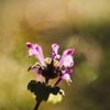 野の花・紫