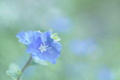 庭の花・秋 a