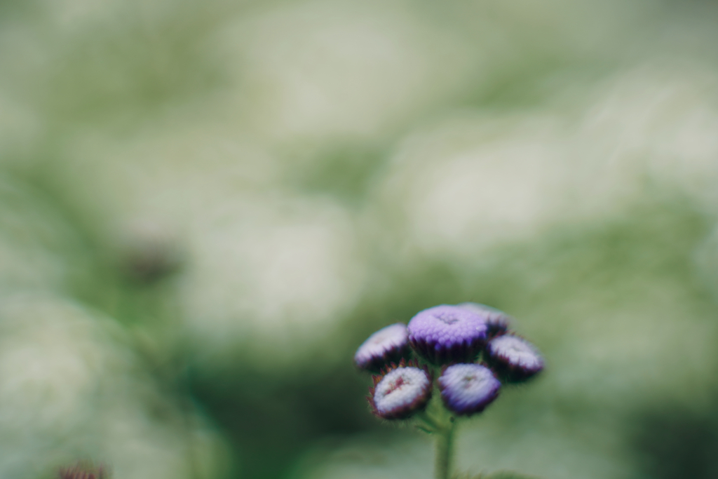 開花前 by CheshireCat （ID：13586675） - 写真共有サイト:PHOTOHITO