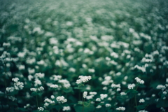 雨天蕎麦