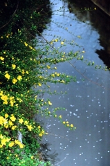 散る花・咲く花