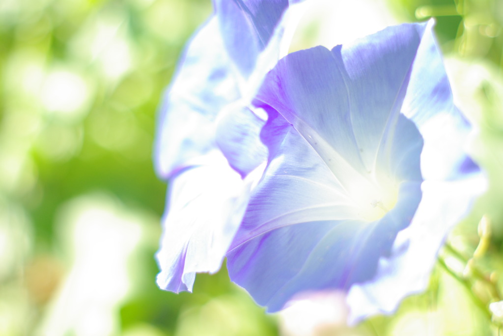 名残の花の見る夢は