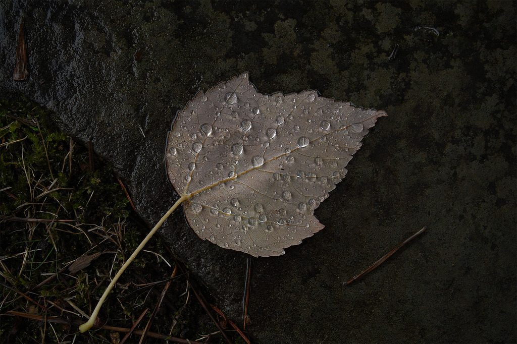 秋雨のしずく