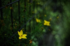 名残の黄色い花