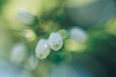 春咲小花 d