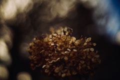 冬紫陽花 9