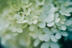 紫陽花に寄せる想い s