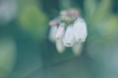 春咲小花 b
