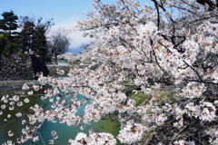 桜・石垣・青い空