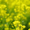 菜の花畑にて