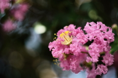 長く咲く花