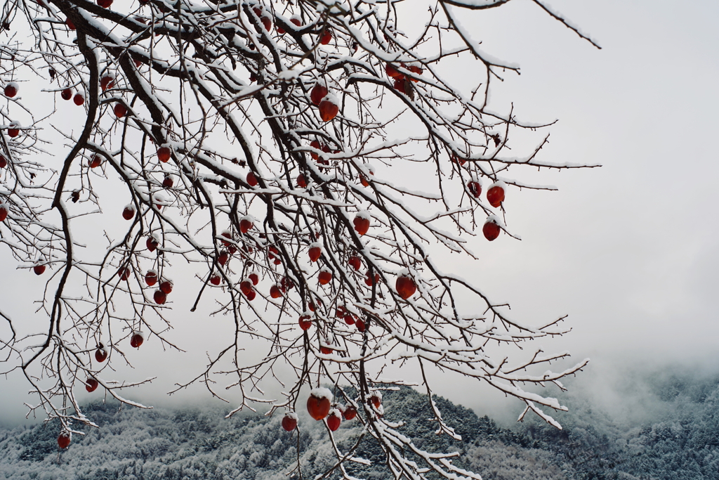 雪。h