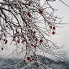 雪。h