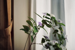 花香る窓辺