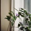 花香る窓辺