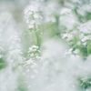 小さな白い花々 b