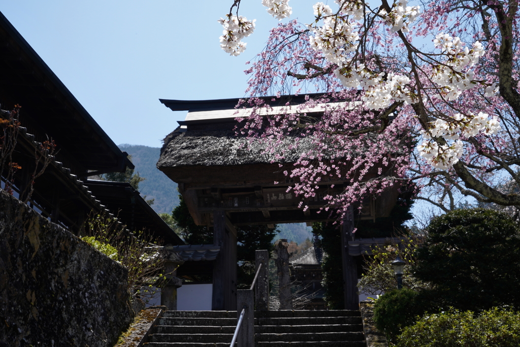 晴天・桜・寺の門