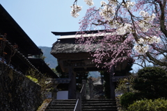 晴天・桜・寺の門