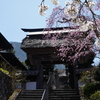 晴天・桜・寺の門
