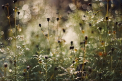 花殻(はながら)