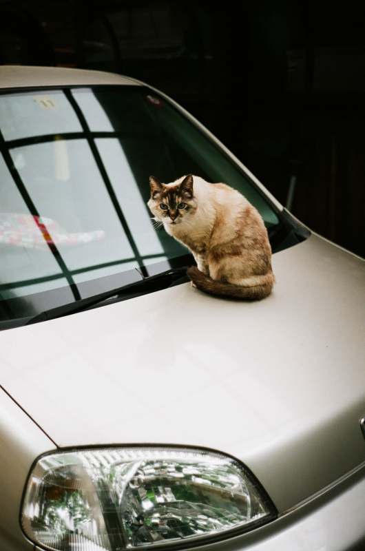 Cat's Eyes