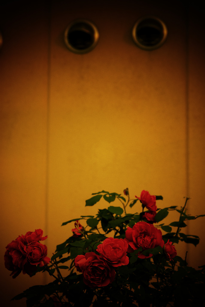 バラ咲く壁