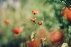 路傍の花 a