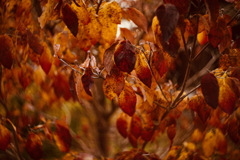 紅葉探訪