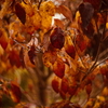 紅葉探訪