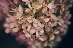 紫陽花に寄せる思い 補遺 10