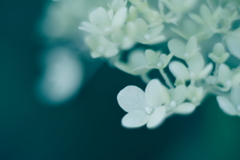 紫陽花に寄せる想い m