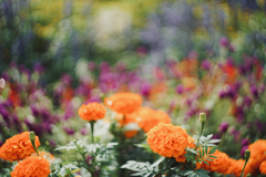 晩夏の花園