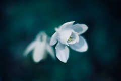 路傍の花 y