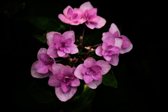 紫陽花探訪 c