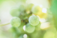 夏の粒 7