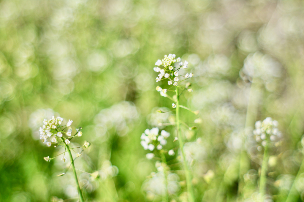 春の野の小さな花たち