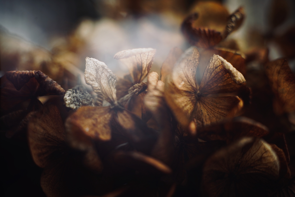 紫陽花に寄せる想い 補遺 21