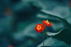 畑の小さな赤い花