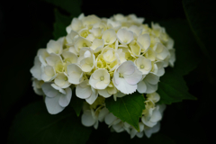 紫陽花探訪 e