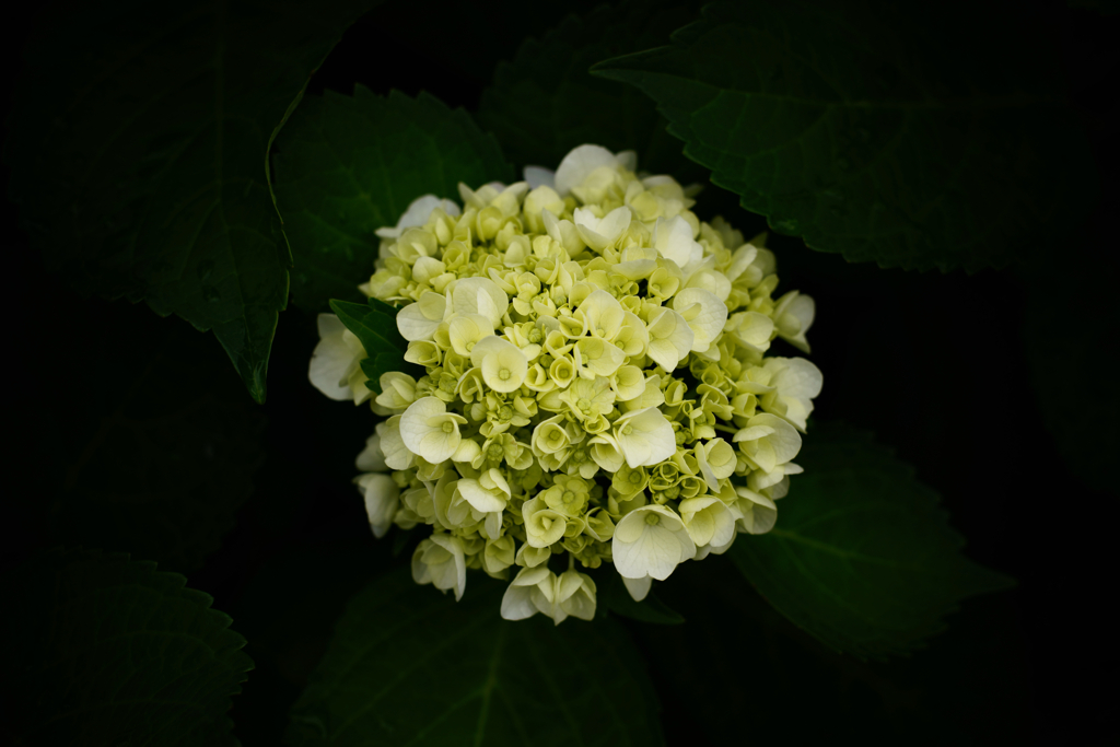 紫陽花探訪 h