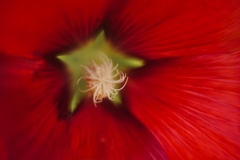 花芯 e