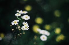 小さな白い花々