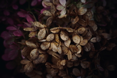 紫陽花に寄せる想い 補遺 15