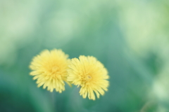 蒲公英二輪