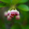 可憐な花