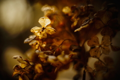 冬紫陽花 25