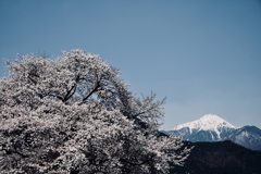 春の波濤
